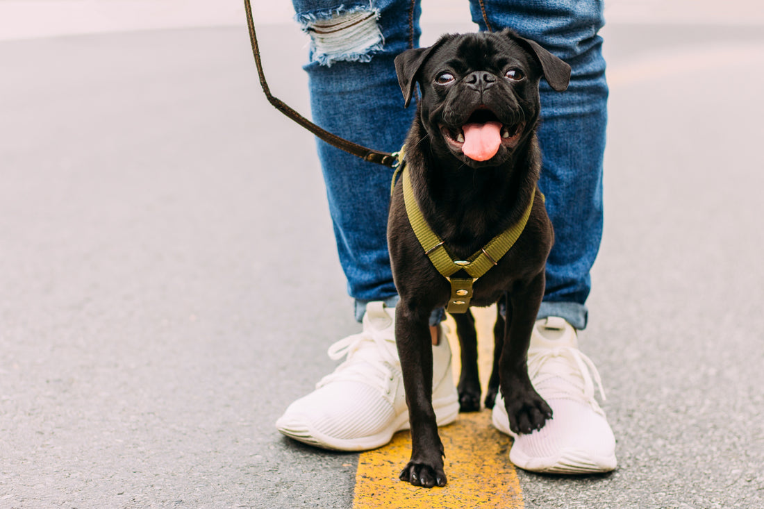 Pawsitive Perks - The Wonderful Benefits of Walking Your Dog